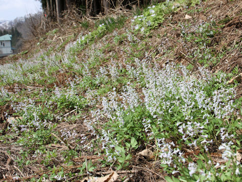 Corydalis capillipes