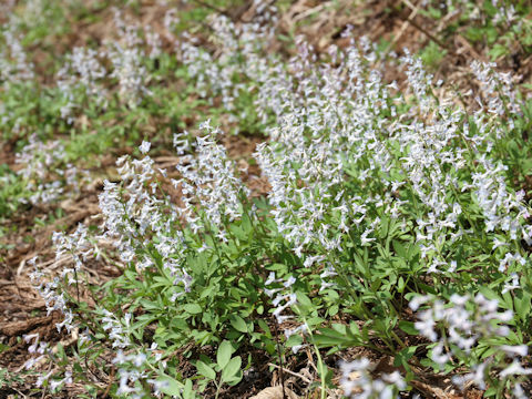 Corydalis capillipes