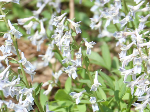 Corydalis capillipes