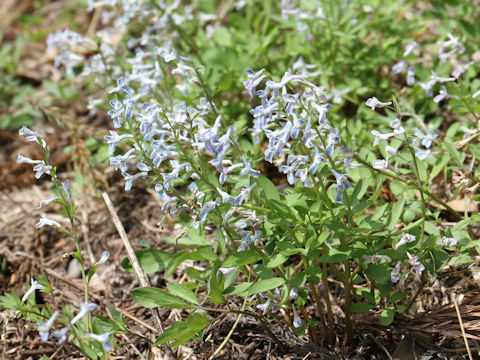 Corydalis capillipes