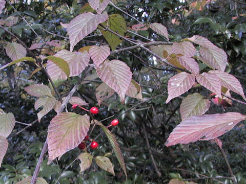 Viburnum wrightii