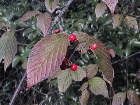 Viburnum wrightii