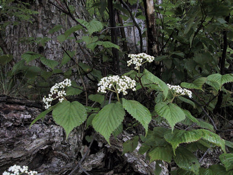 Viburnum wrightii