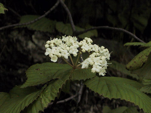 Viburnum wrightii