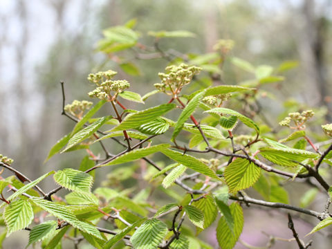 Viburnum wrightii