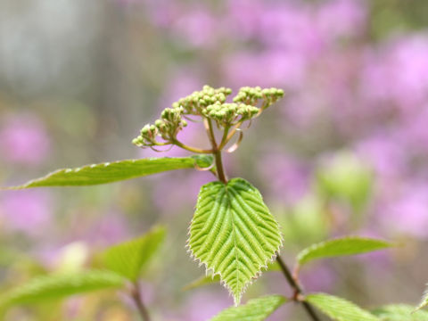 Viburnum wrightii