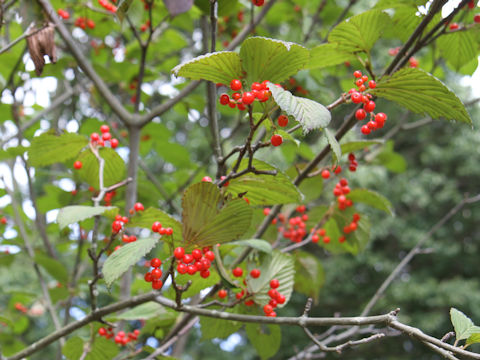 Viburnum wrightii