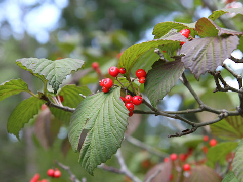 Viburnum wrightii