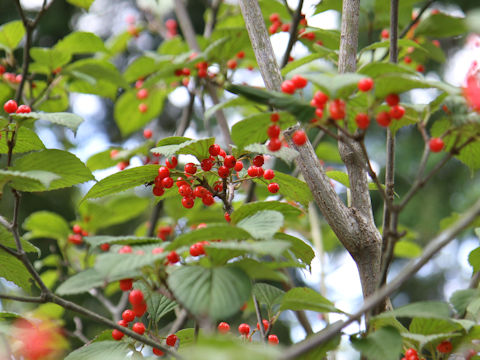 Viburnum wrightii