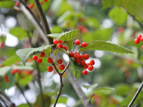 Viburnum wrightii