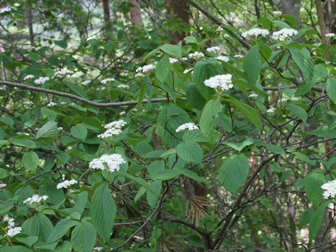 Viburnum wrightii