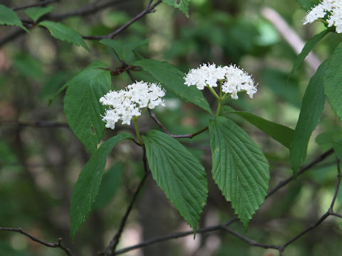 Viburnum wrightii