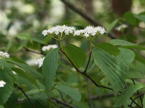 Viburnum wrightii