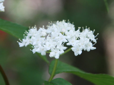 Viburnum wrightii