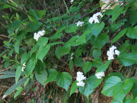 Viburnum wrightii