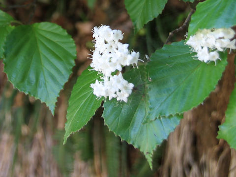 Viburnum wrightii