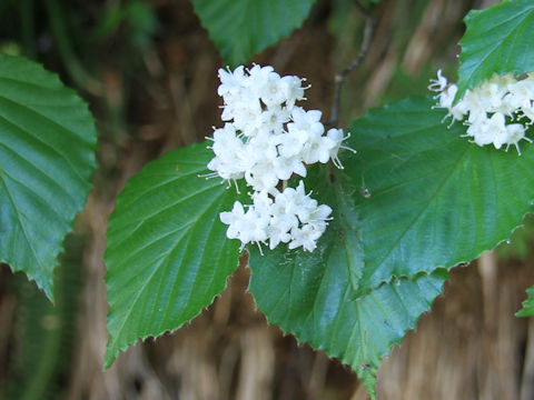 Viburnum wrightii