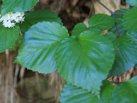 Viburnum wrightii