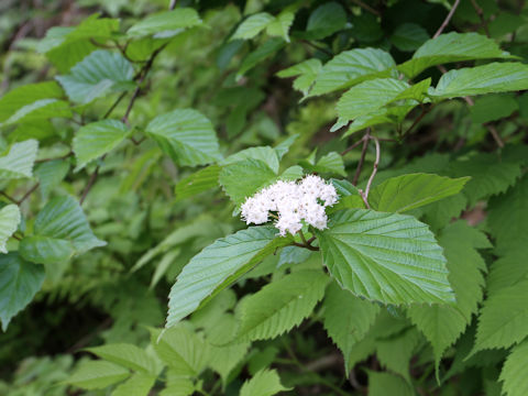 Viburnum wrightii