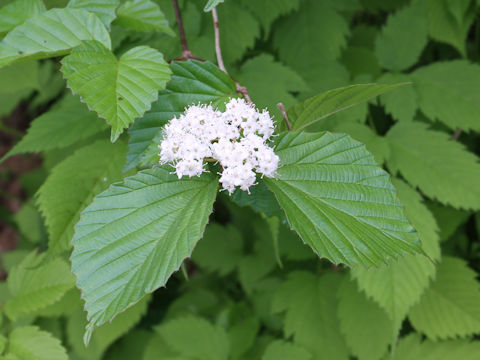 Viburnum wrightii