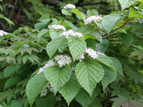 Viburnum wrightii