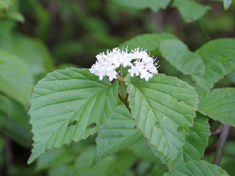 Viburnum wrightii