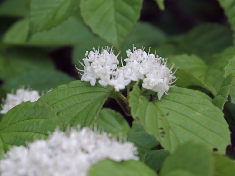 Viburnum wrightii