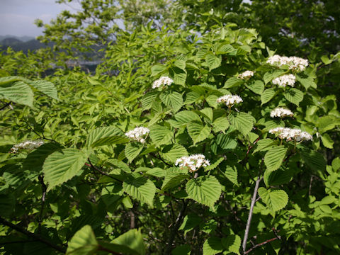 Viburnum wrightii