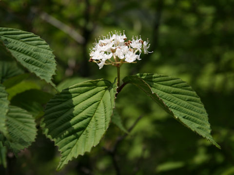 Viburnum wrightii