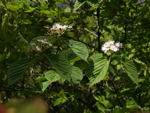 Viburnum wrightii