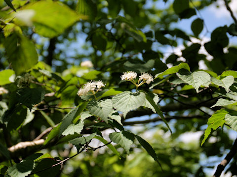 Viburnum wrightii