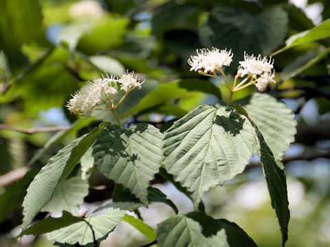 Viburnum wrightii