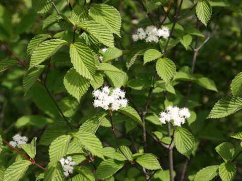 Viburnum wrightii