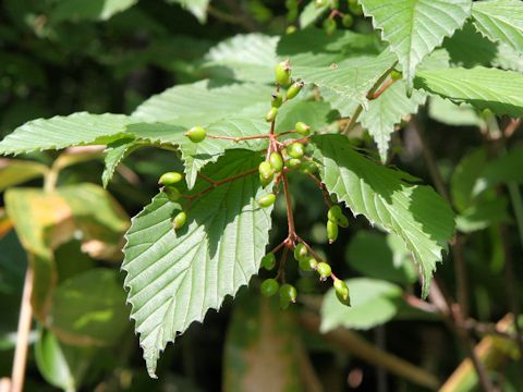 Viburnum wrightii