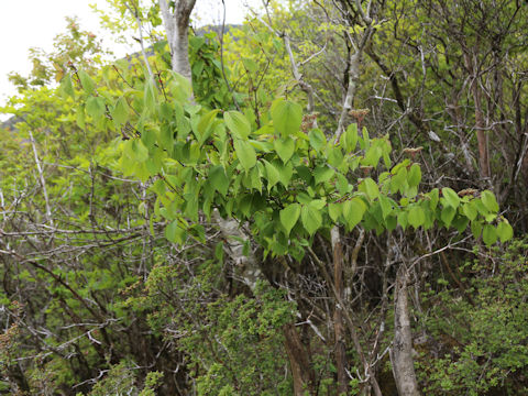 Viburnum wrightii