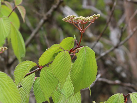 Viburnum wrightii