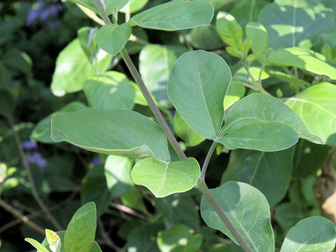 Vitex trifolia