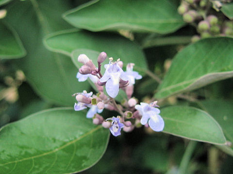 Vitex trifolia cv. Purpurea