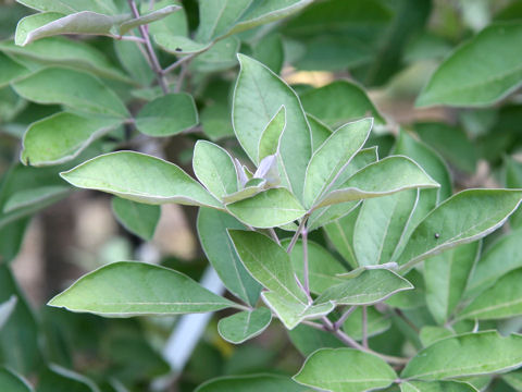 Vitex trifolia cv. Purpurea