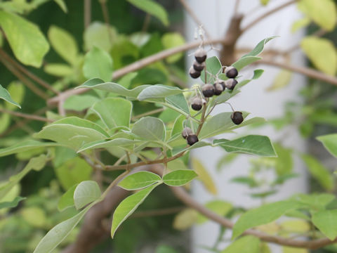 Vitex trifolia cv. Purpurea