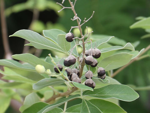 Vitex trifolia cv. Purpurea