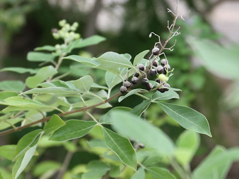 Vitex trifolia cv. Purpurea