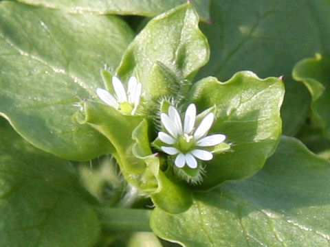 Stellaria neglecta