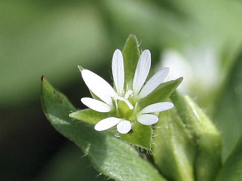 Stellaria neglecta