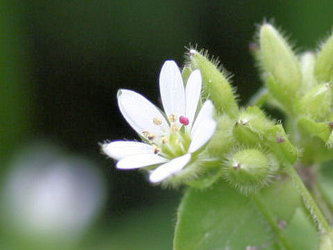 Stellaria neglecta