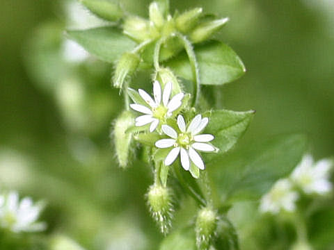 Stellaria neglecta