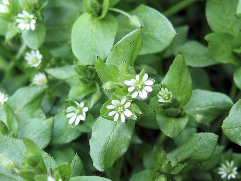 Stellaria neglecta