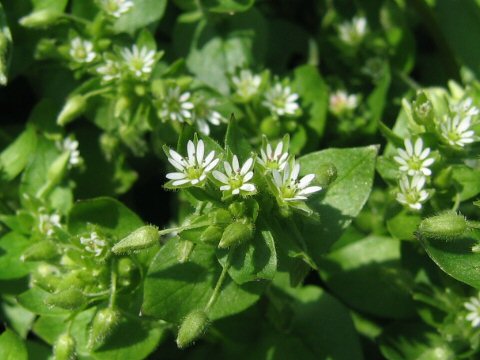 Stellaria neglecta