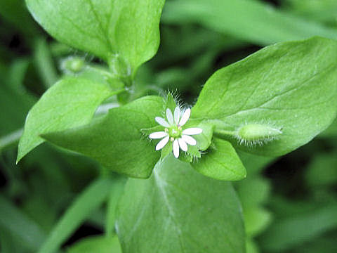 Stellaria neglecta