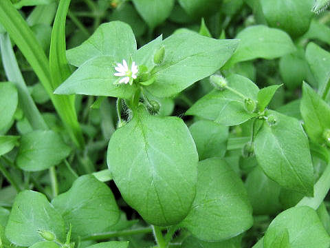 Stellaria neglecta